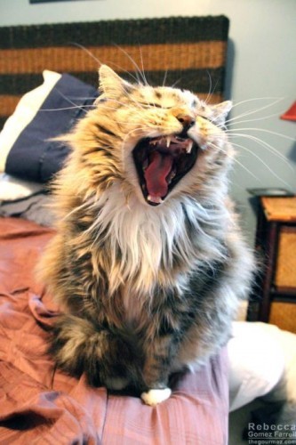 cat yawning mazu